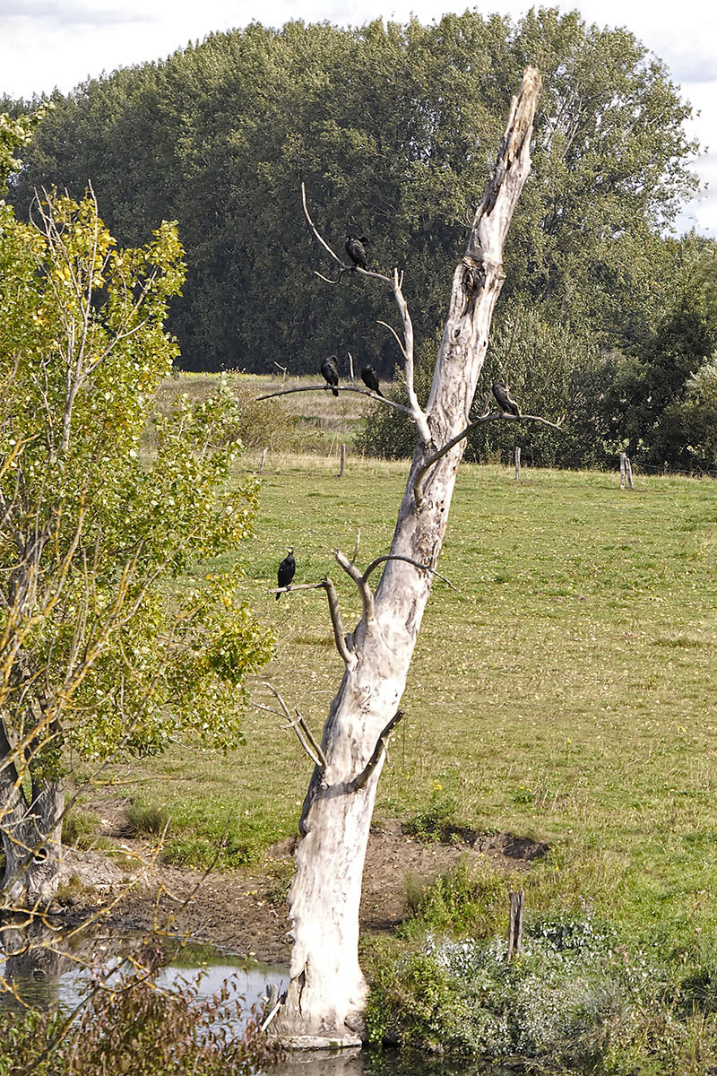 Baumbesetzer_9240157Axl.jpg