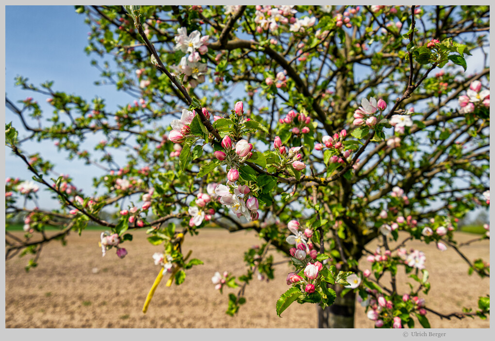 Baumblüte im Havelland