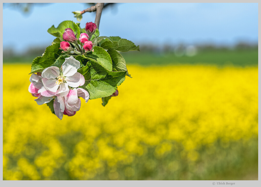 Baumblüte im Havelland