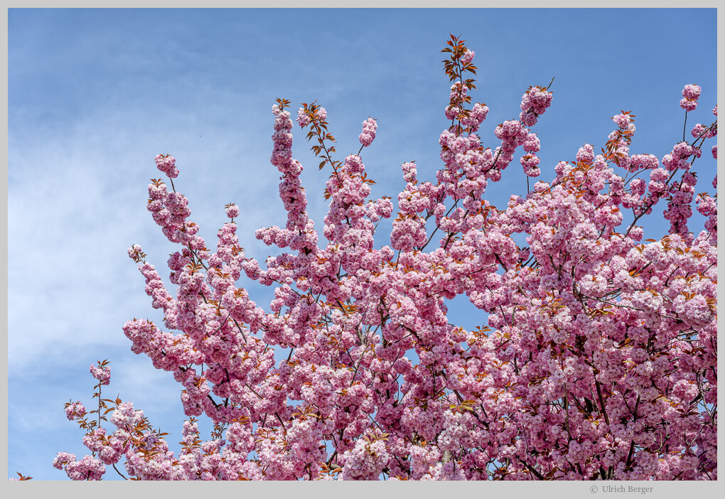 Baumblüte im Havelland