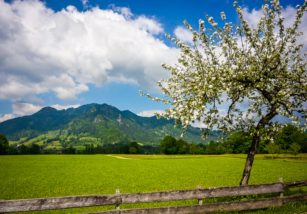 Baumblüte Mühlbach