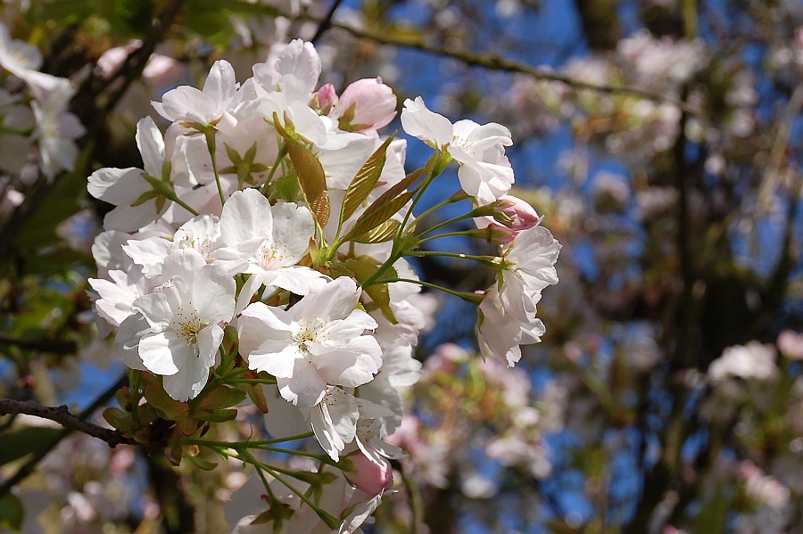 Baumblüte Stadtpark Hamburg