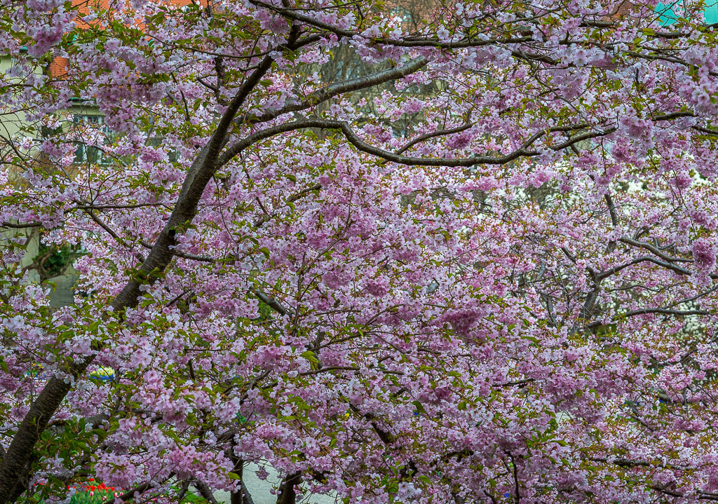 Baumblüten