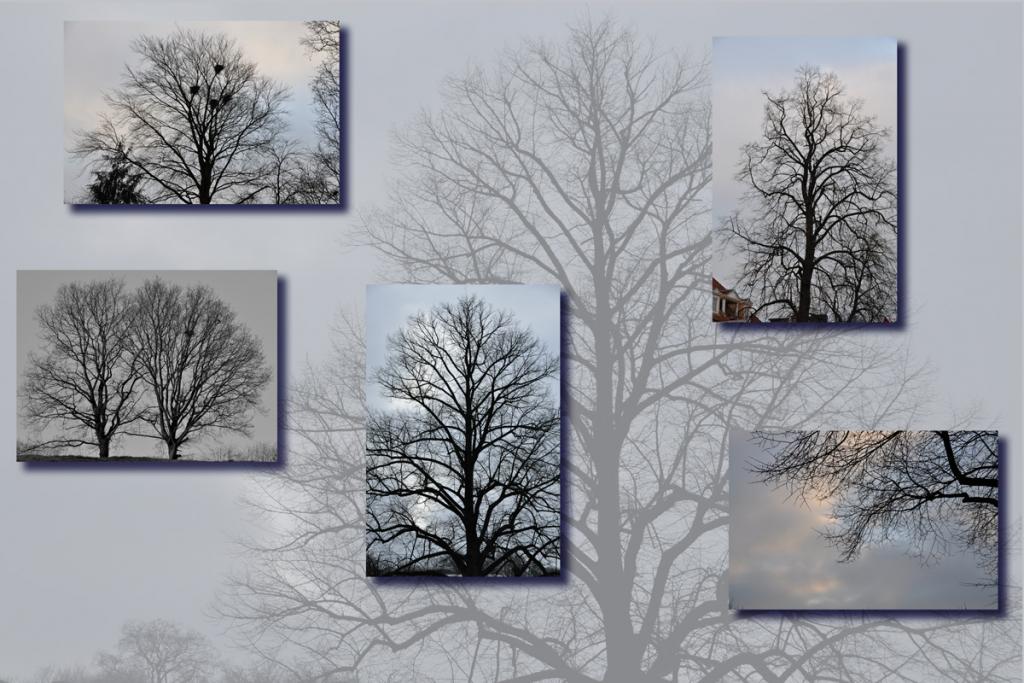 Baumcollage