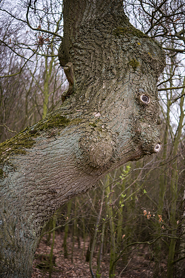 Baumgeist 3_bearbeitet-1.jpg