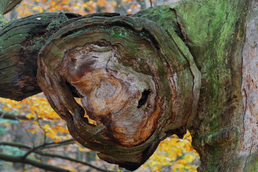 Baumgesicht Herbst