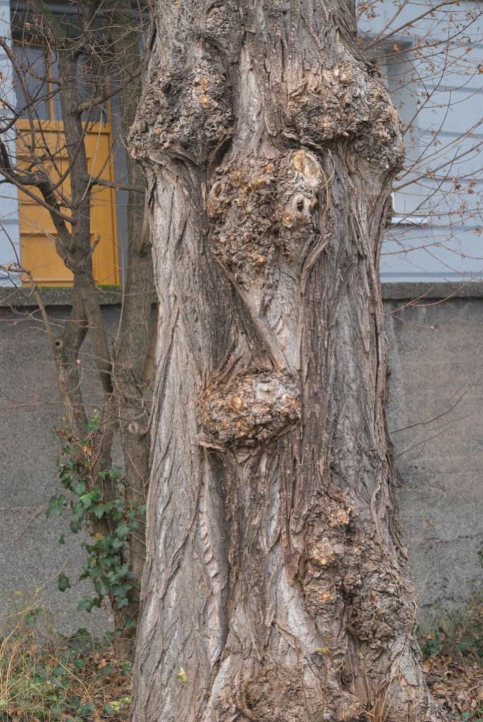 Baumgesicht