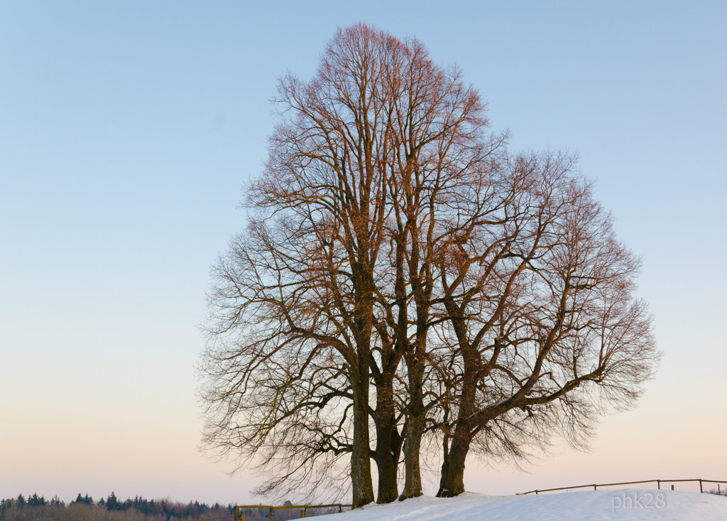 Baumgruppe
D7000 18-105@30, 1/50 f8