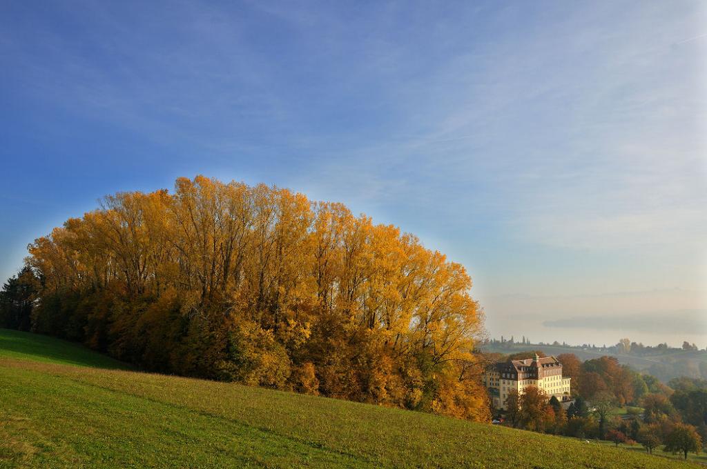 Baumgruppe mit Schloss Forum