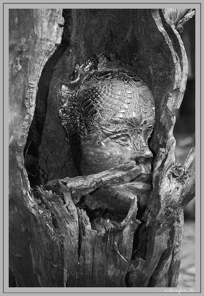 Baummann