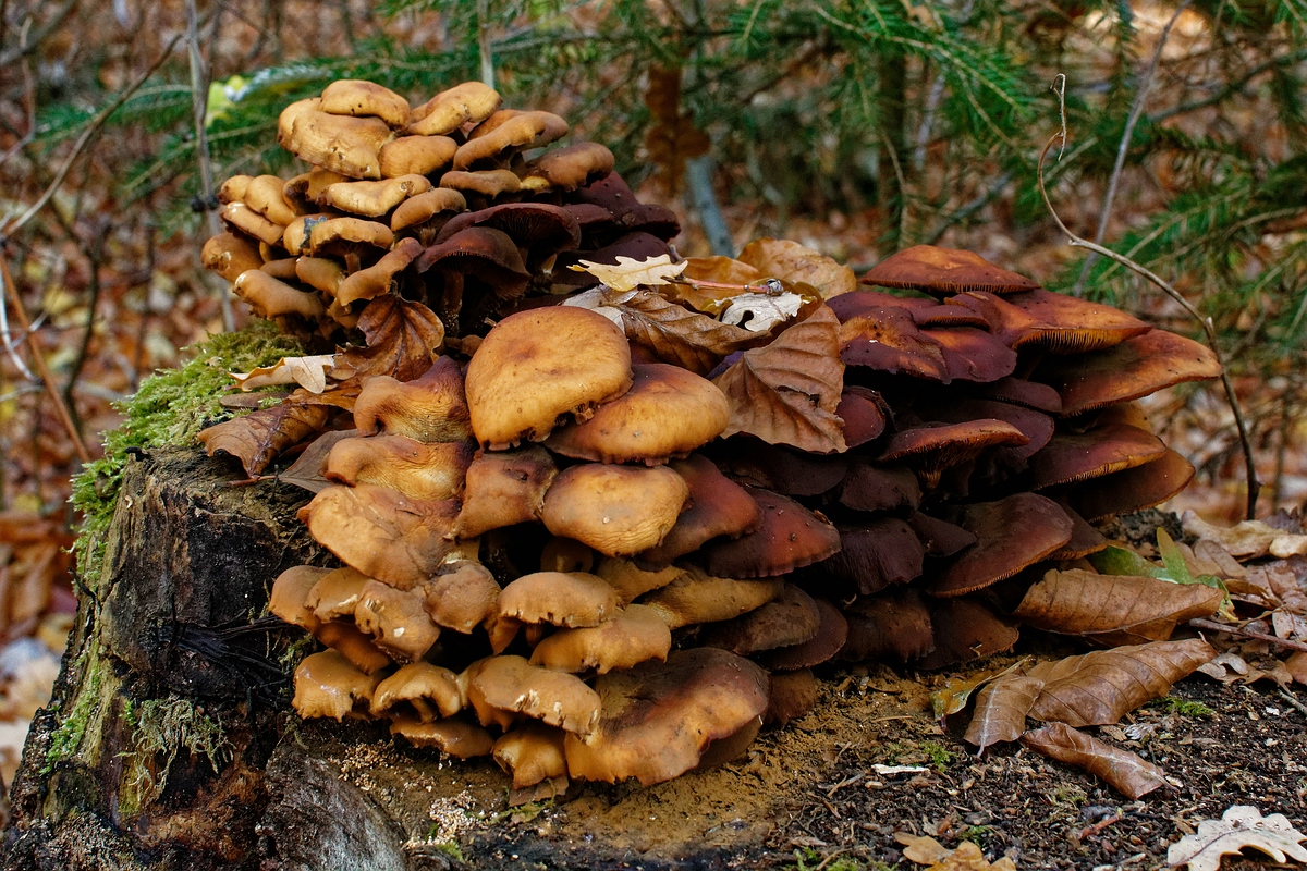 Baumpilz I