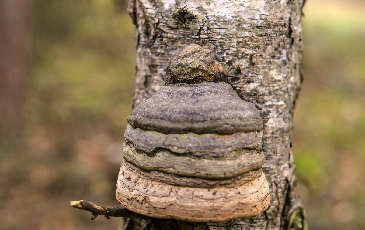 Baumpilzblick