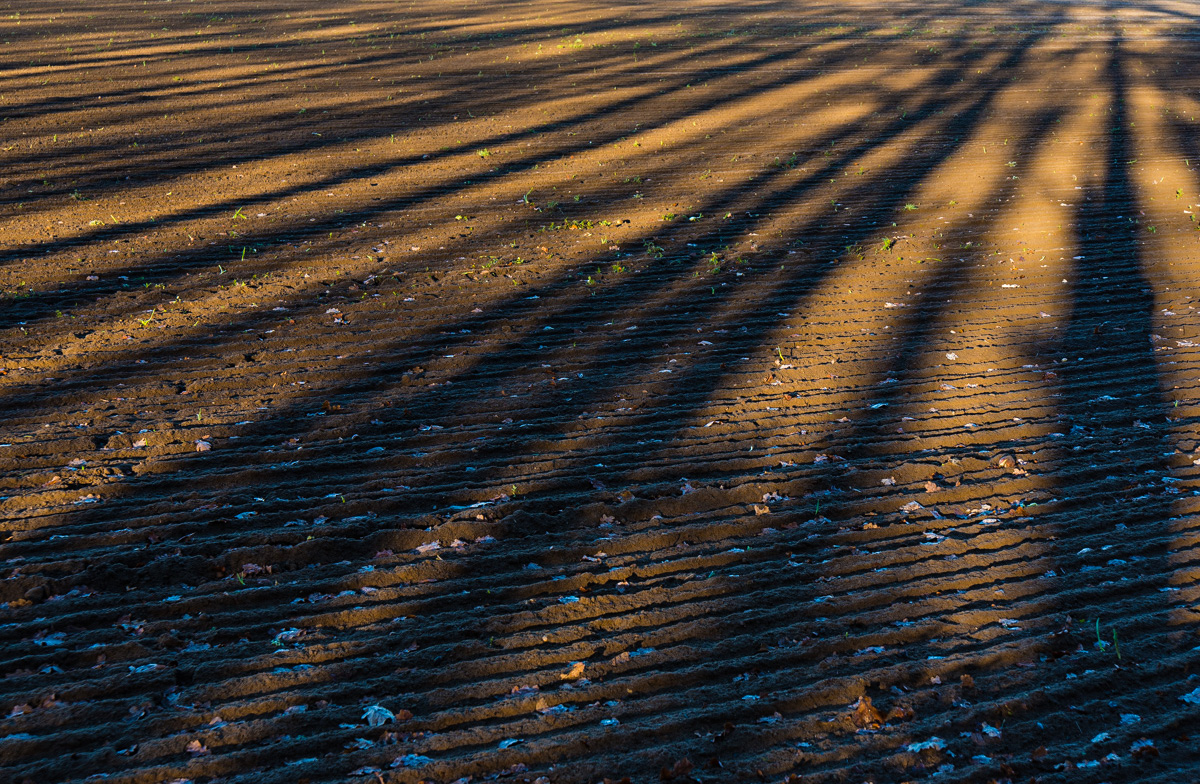 Baumschatten Farbe (1 von 1).JPG