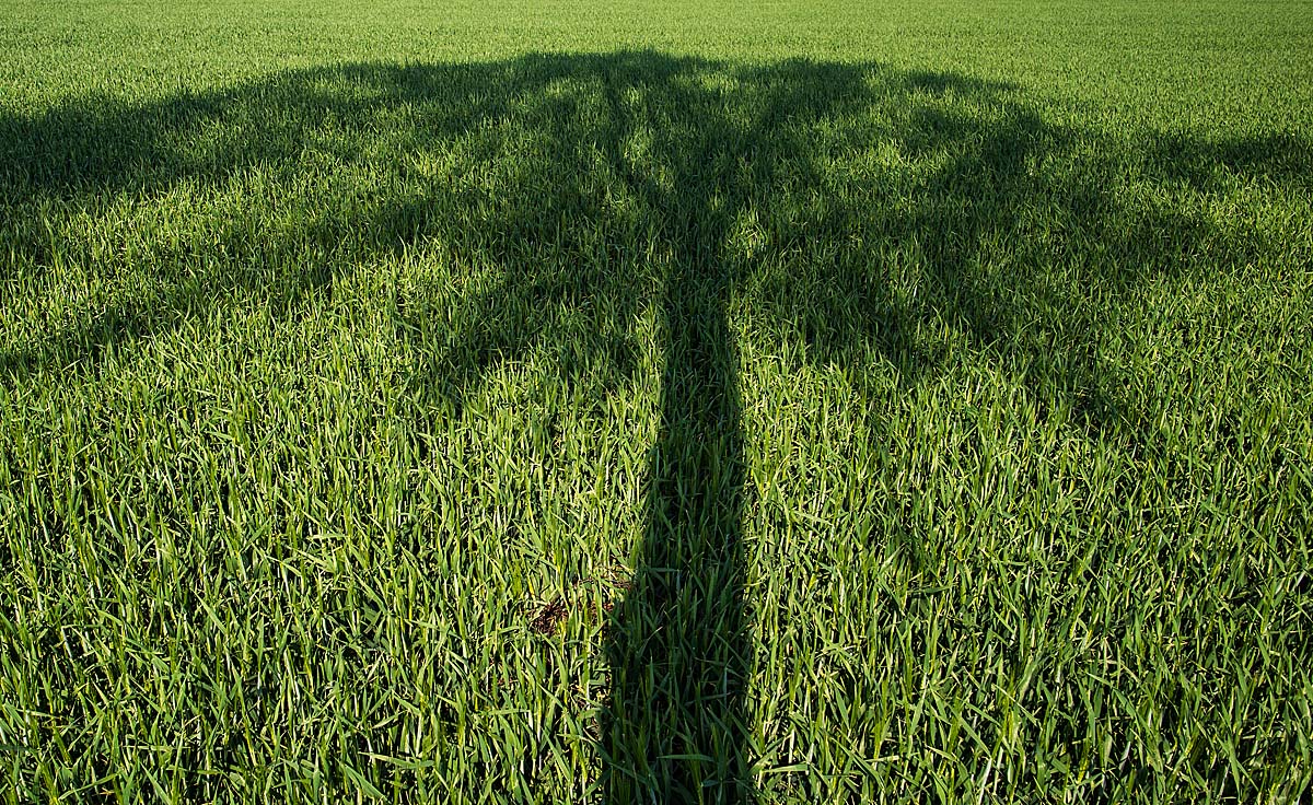 Baumschatten