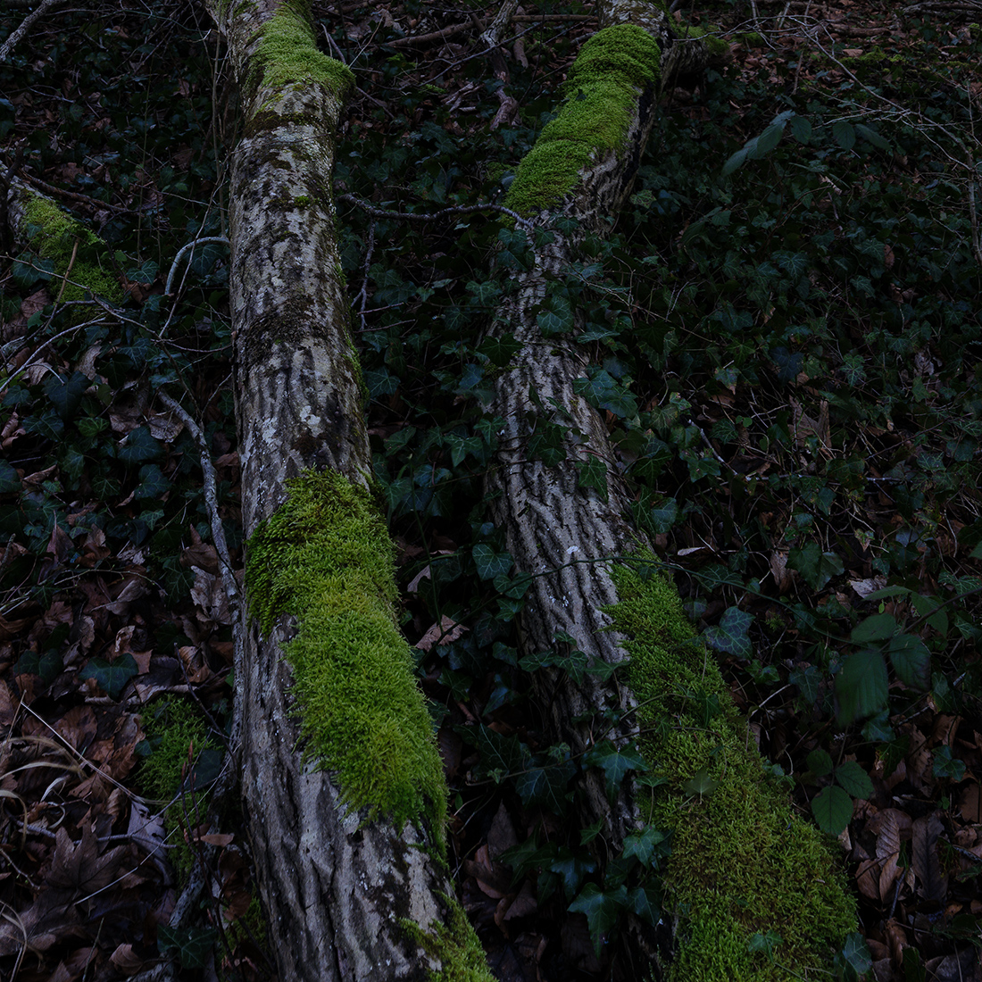 Baumstamm.jpg