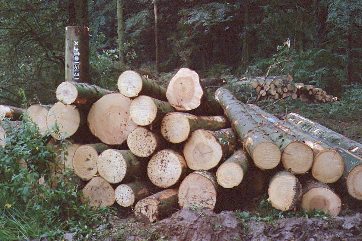 Baumstumpf