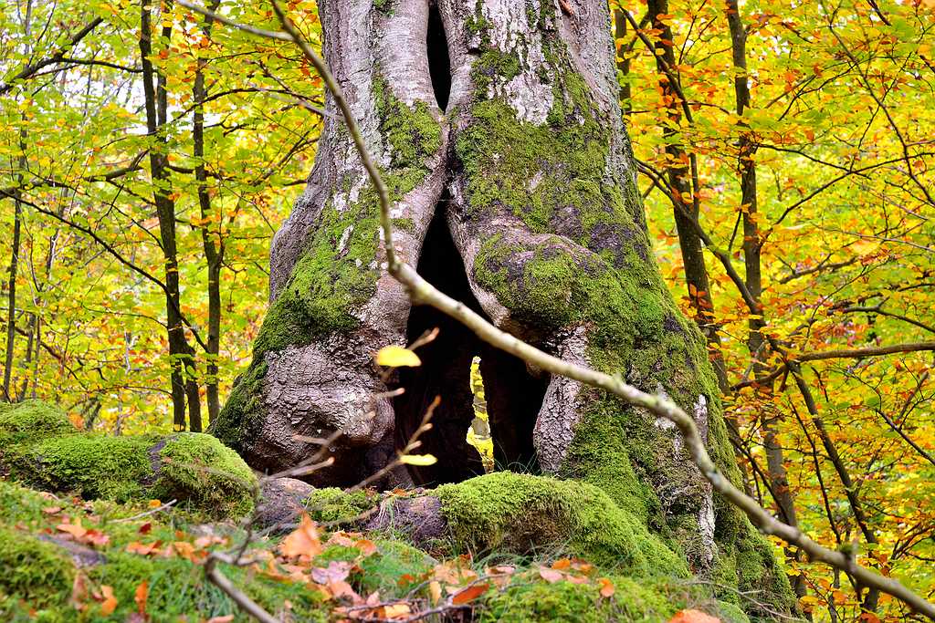 Baybach 0059
Taumschleife Baybachklamm bei leichtem Regen am 14.10.2012
D800E auf Sirui N-2204 und Kugelkopf K-20X