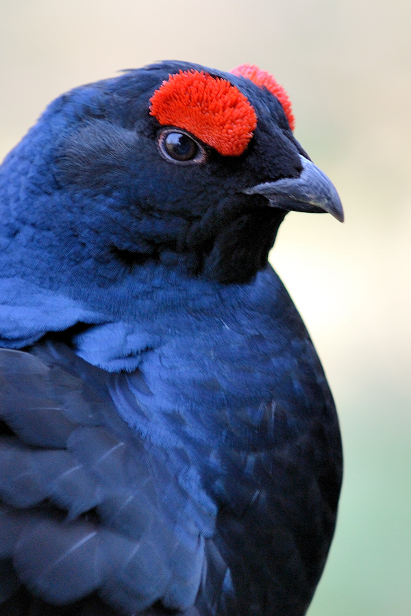 Bayerwald Birkhahn