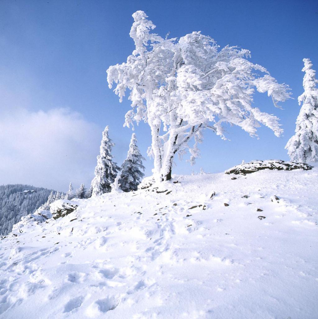 Bayrischer Wald Winter 1993