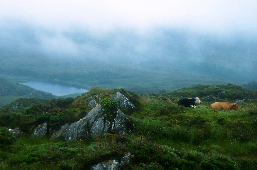 beara kühe Bearbeitet