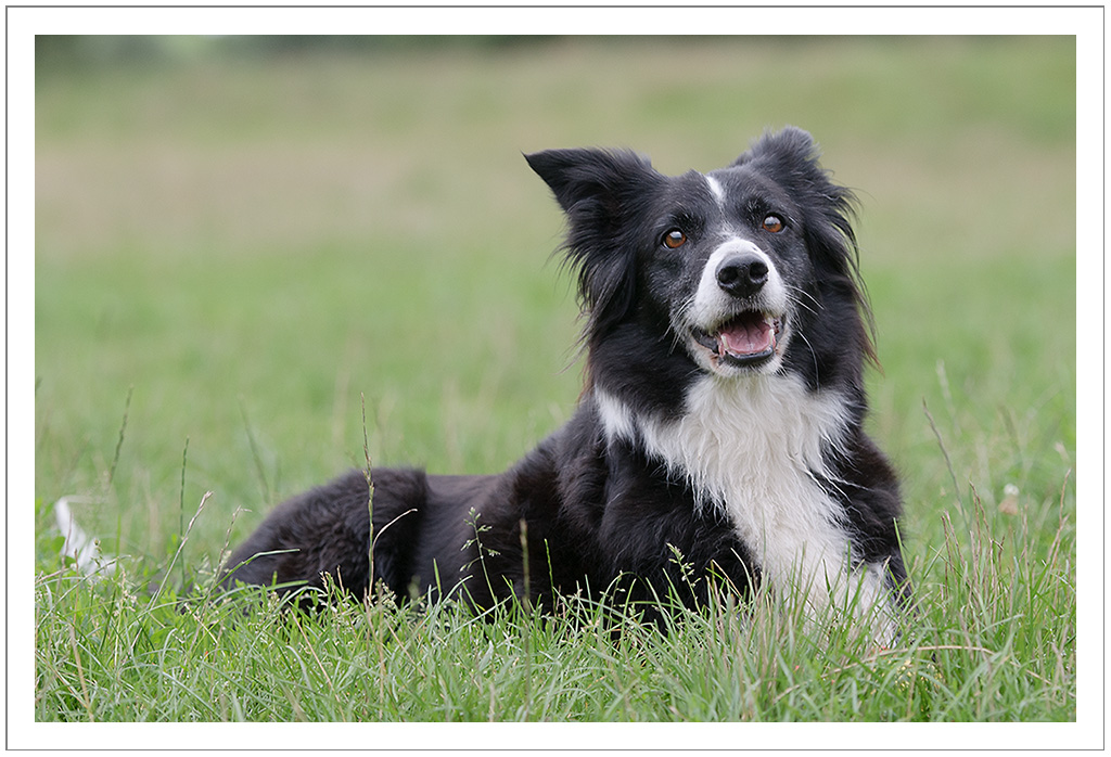 Bearded Collie