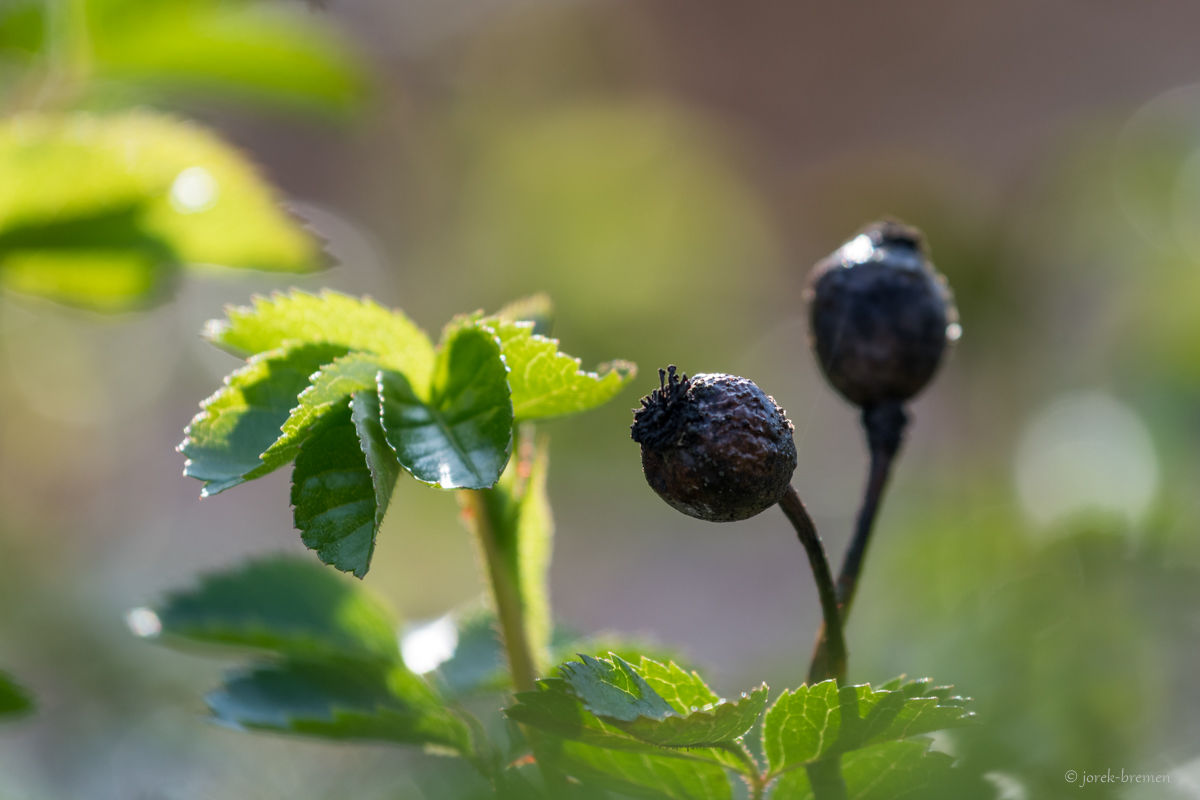 Beeren im Gegenlicht farbig