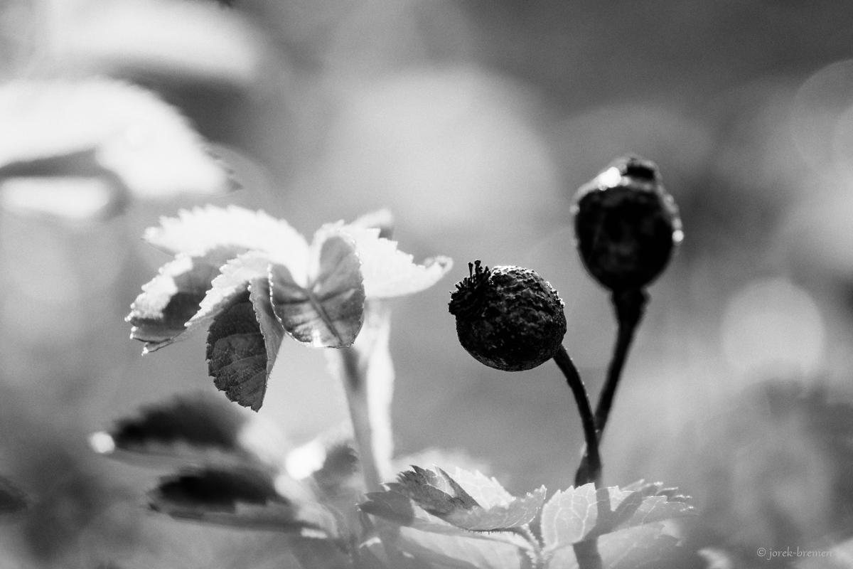 Beeren im Gegenlicht sw