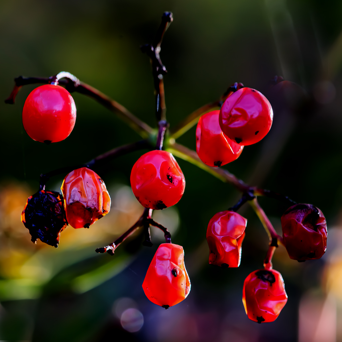 Beeren.jpg