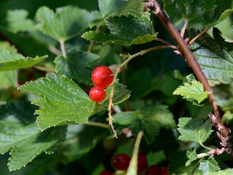 Beeren
mit Micro Nikkor 105/4.0 Ai
