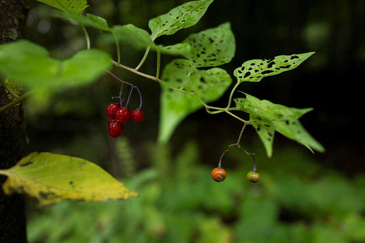 Beeren