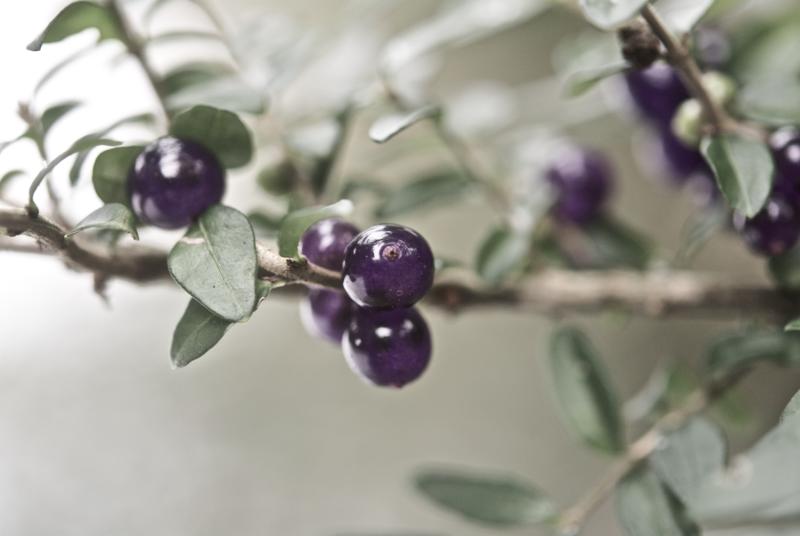 beeren