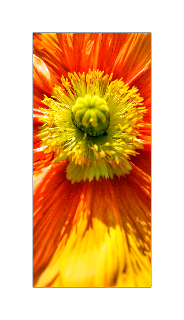 BeetDSC 5748