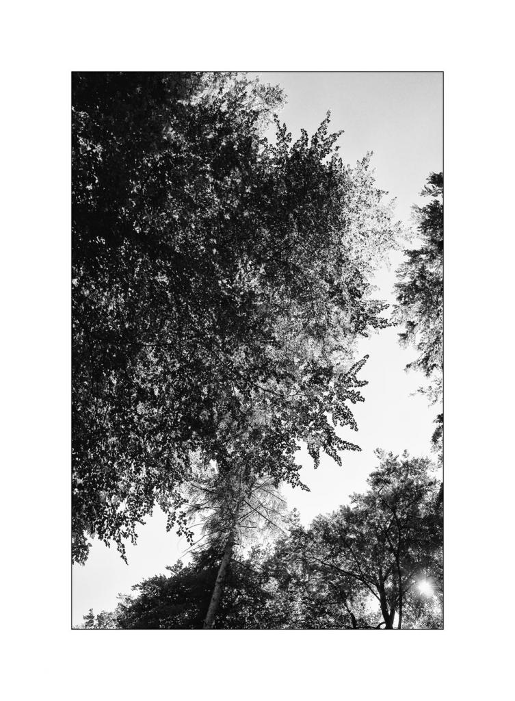 BeetDSC 5828