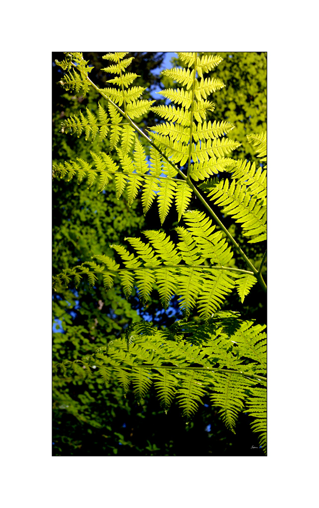 BeetDSC 5834