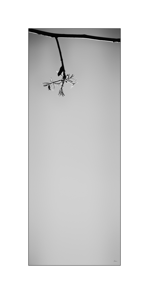BeetPZ1 5939