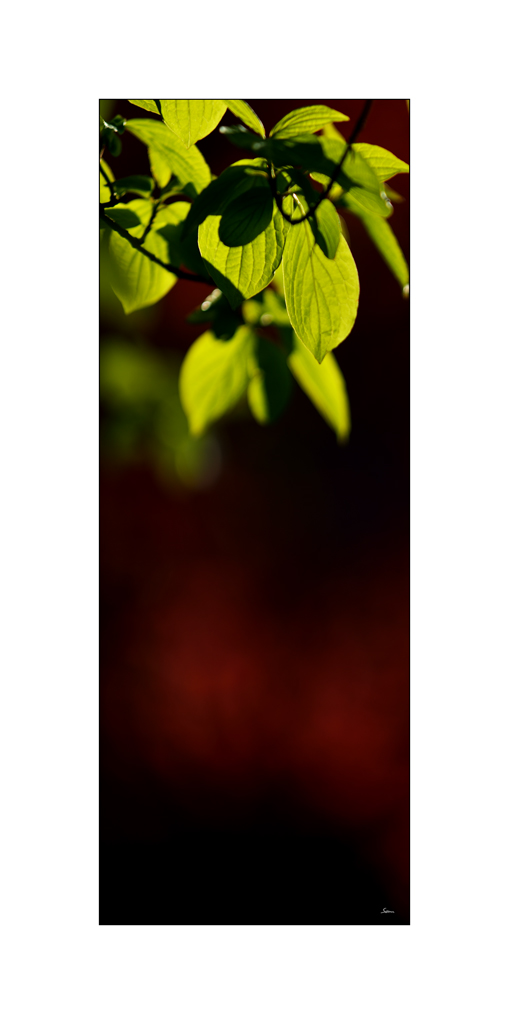 BeetPZ1 5940