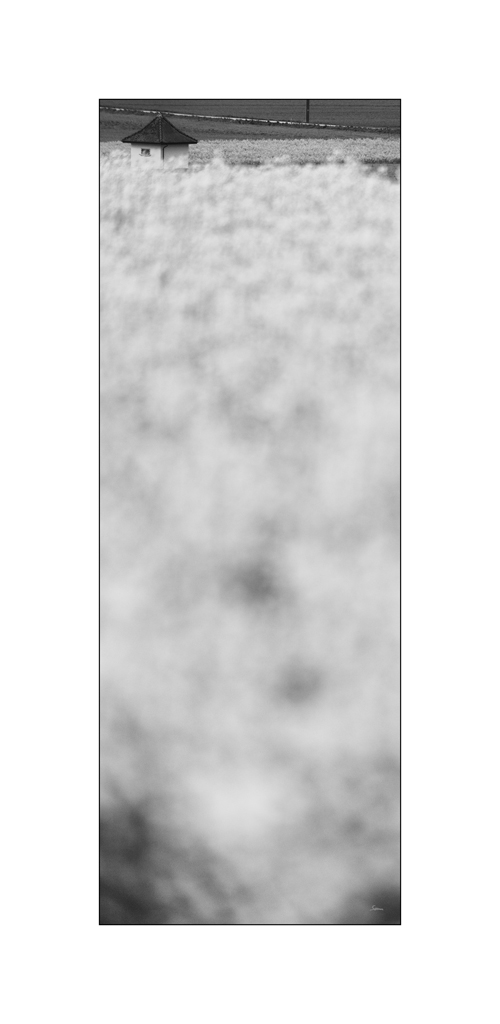 BeetPZ1 5973