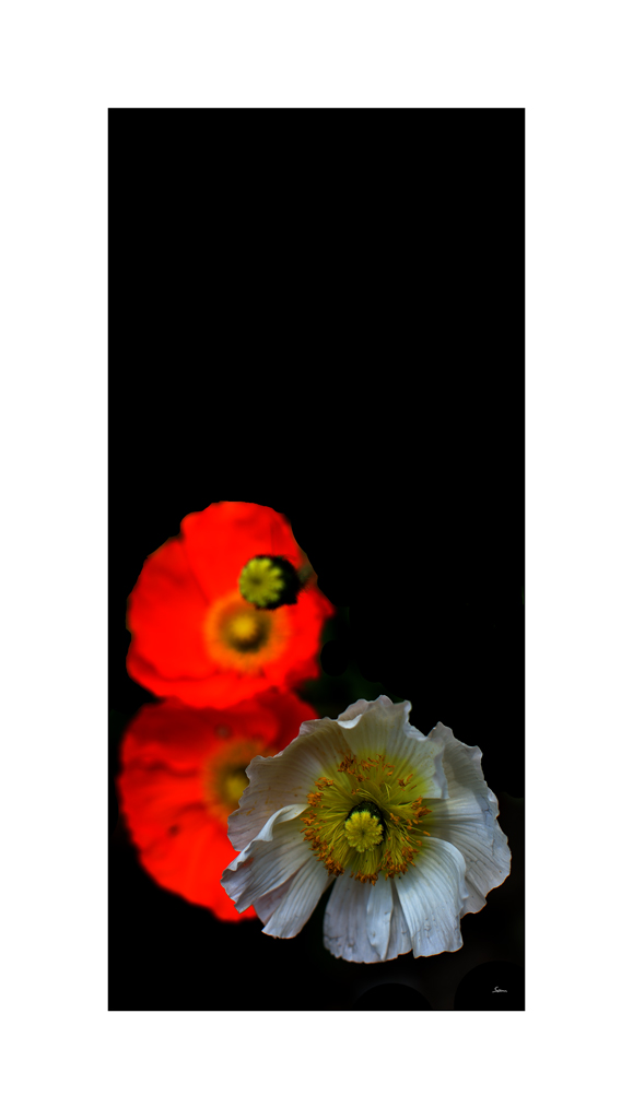BeetPZ1 6050