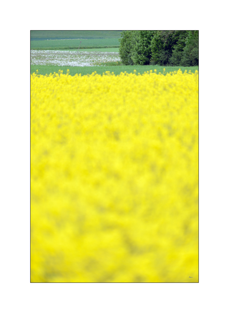BeetPZ1 6147