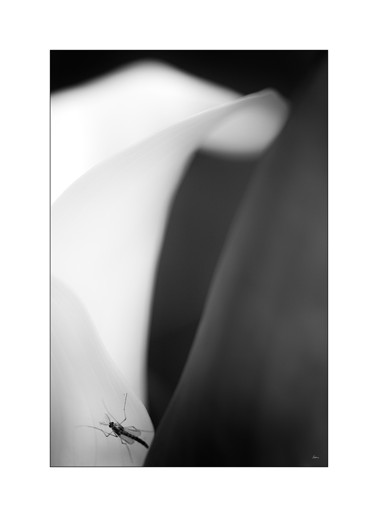 BeetPZ1 7073