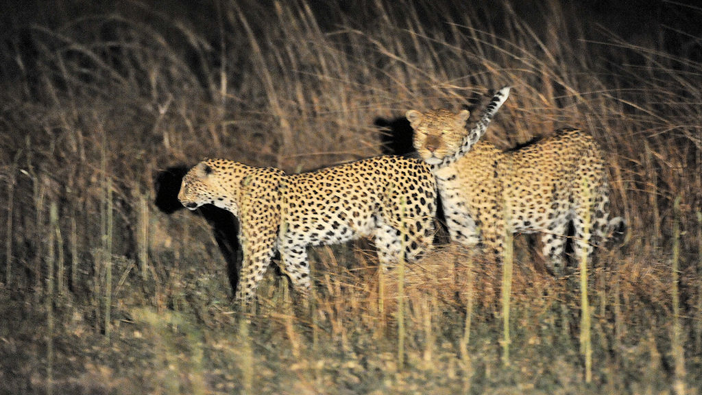 Bei dem Knackarsch wird der Leopardenmann etwas unruhig 
bei Musanza, Kafue
5599