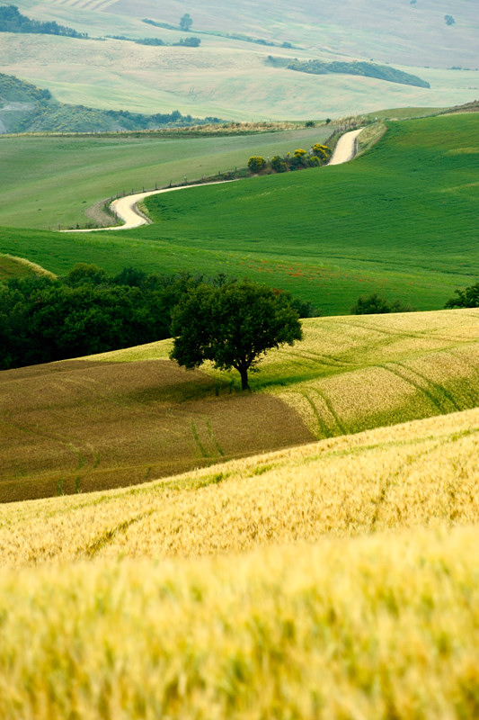 bei Pienza Anfang Juni