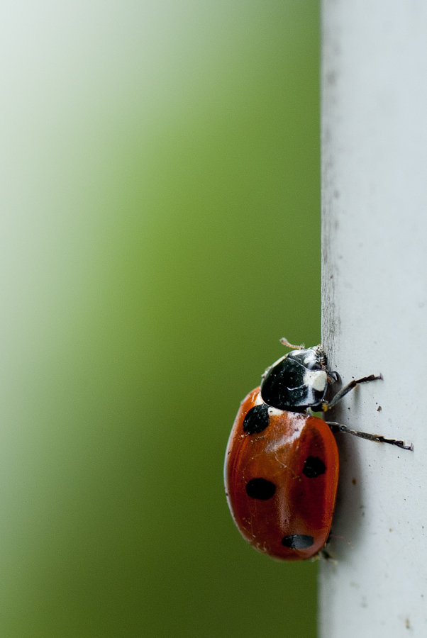 Beim Fenster putzen gefunden