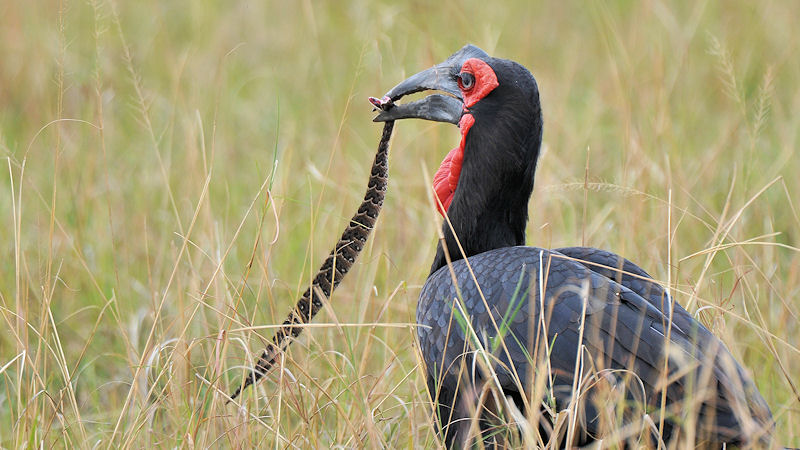 Beim Kaffernhornraben (Southern Ground-hornbill)
gibt es heute nur Schlangenfraß
3325