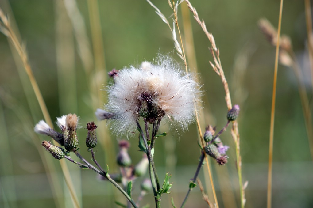 Beispielbilder des Sigma 70-200/2.8 HSM II mit TK Sigma 1.4 EX