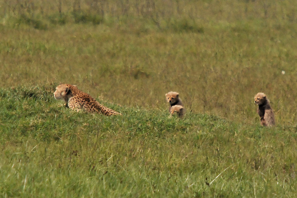 Beispielfoto für Luftflimmern auf großen Entfernungen
Gepardenmutter mit Nachwuchs 
Ngorongoro Krater, Tanzania (4493)
D300, Sigma 50-500 mit Sigma TC