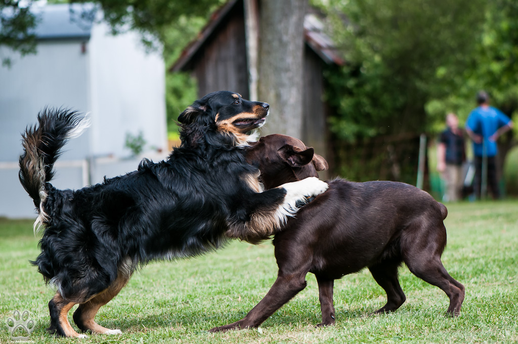 Bella mit Lenox, beide noch kein Jahr alt.
