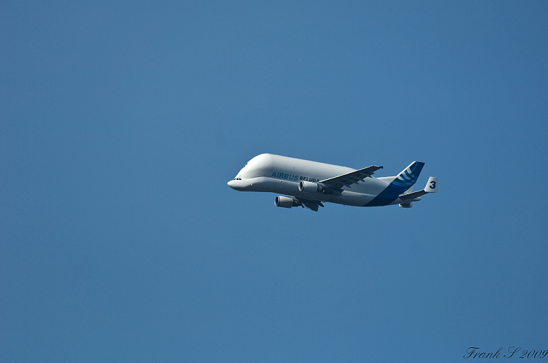 Beluga1
