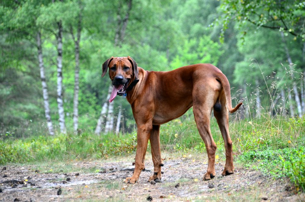 Bemba