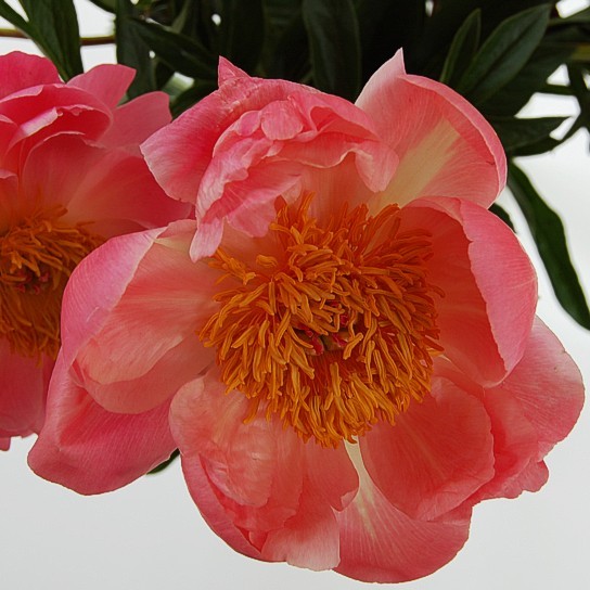 Benediktinerrose